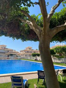un árbol con dos sillas junto a una piscina en Greensuites La Zenia Torrevieja, en Playa Flamenca
