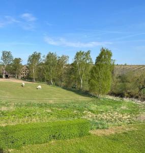 un campo con dos caballos blancos pastando en él en JS Feriendomizile Haus Sonnenschein Bettwäsche Handtücher inkl, en Hasselfelde