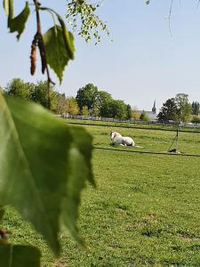 ein Pferd, das auf dem Rasen liegt in der Unterkunft Houten huisje tussen paarden in Nieuwerkerken