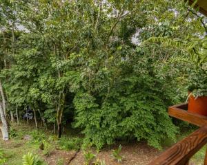 フォルトゥナにあるBungalows Las Iguanas Arenal Volcanoの木製のベンチの上に座る緑の茂み