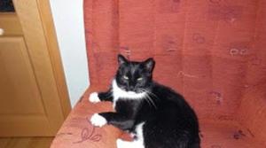 a black and white cat sitting on a bed at Ferienwohnung im Grünen in Berlin