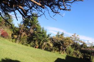 a grassy hill with trees and a blue sky at Finca la Mariposa, Santa Elena in Santa Elena
