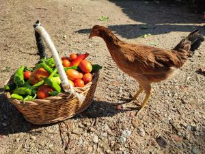 un pollo caminando junto a una cesta de frutas y verduras en Masia Can Felip B&B en Llinars del Vallès