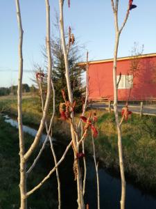 Un árbol con flores rojas junto a un río. en Cabañas Juan Jose, en Piruquina