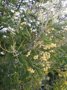 una rama de un árbol con flores amarillas en Cabañas Juan Jose, en Piruquina