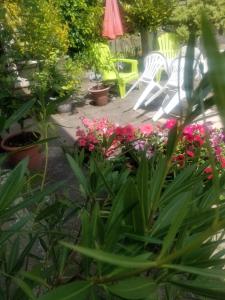 d'un jardin avec des fleurs roses et des chaises blanches. dans l'établissement Gite La maison d'Odette, à Saint-Georges-de-Mons