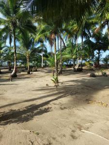 a group of palm trees on a sandy beach at HOSPEDAJE DOÑA NEL in El Valle