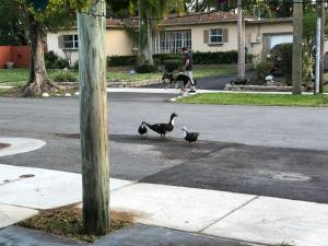 two ducks and a dog and a man and a dog at CONCIERTO #1 - from1 to 6 people - in Hallandale Beach