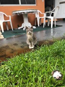 a cat sitting under a table in a yard at CONCIERTO #1 - from1 to 6 people - in Hallandale Beach