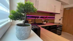 a kitchen with a potted plant sitting on a counter at #3 TGHA Luxury One Bedroom Apartment in Athlone in Athlone