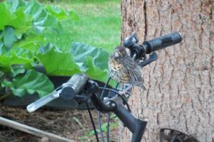um pássaro empoleirado no cabo de uma bicicleta em Cabine, Home Sweet Home em Whitehorse