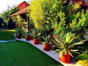 rząd roślin doniczkowych w ogrodzie w obiekcie Karolina Apartment w mieście Békéscsaba