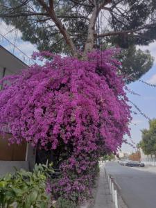 Fotografie z fotogalerie ubytování Апартаменти у моря v destinaci Karaoğlanoğlu