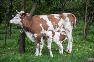 Zvieratá na farme alebo blízkom okolí