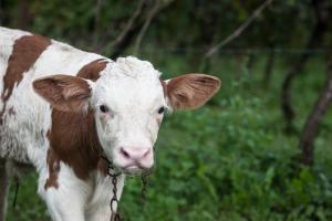 Zvieratá na farme alebo blízkom okolí