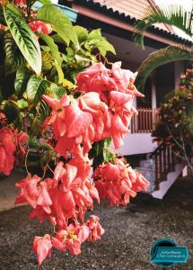 ชมจันทร์รีสอร์ท ไชยา Chomjan resort外面的花园
