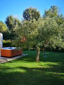 drzewo pośrodku pola trawy w obiekcie Montenovo Country House w mieście Ostra Vetere