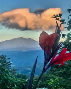 un dipinto di un fiore di fronte a una montagna di El Refugio La Brisa del Diablo a Valle Hornito