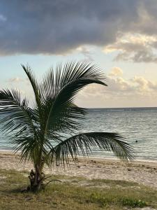 a palm tree sitting on a beach near the ocean at Le Nid Flic en Flac in Flic-en-Flac