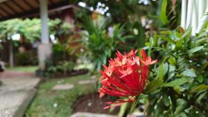 Zahrada ubytování Bale Asri Bukit Jimbaran