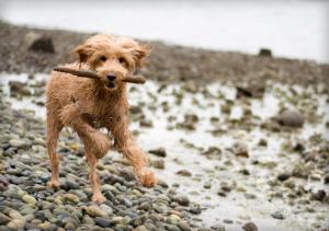 サンダースフットにあるOcean Pointの棒を口に走る犬