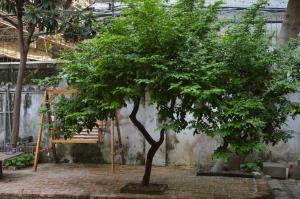 a tree in the middle of a courtyard at No. 6 Cuobian Hostel in Shantou