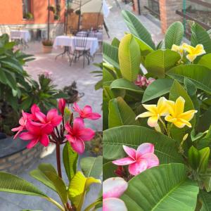 duas fotos diferentes de flores em um jardim em La Pomelia B&b Sofia em Trappitello