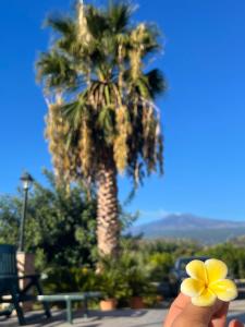 uma pessoa segurando uma flor amarela na frente de uma palmeira em La Pomelia B&b Sofia em Trappitello