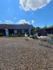 Birch Cottage with private wood fire hot tub في Harrietsham: ميلان بيضاء تتجول في ساحة حصى