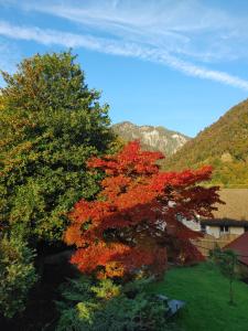 a tree with colorful leaves next to a building at Himmel in Ebensee