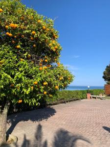 Uma laranjeira com um monte de laranjas. em Vigna Sul Mare em Marina Palmense