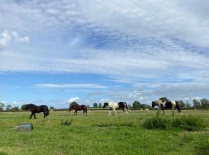 a group of horses grazing in a field at Tupenny Cottage, Old Mill Farm, Cotswold Water Park in Cirencester
