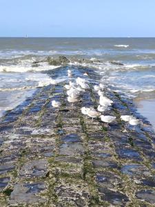 un groupe d'oiseaux se promenant sur la plage dans l'établissement SeaLodge4you, à Bredene