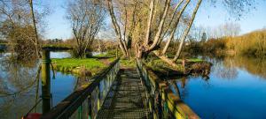 un puente sobre un cuerpo de agua con árboles en Fairwood Lakes Holiday Park- Fishing Breaks - Woodland Huts en North Bradley