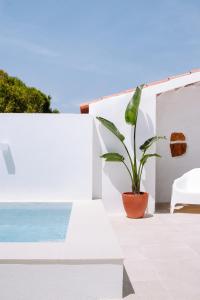 a plant in a pot next to a white wall at Quinta das Alfazemas in Ericeira