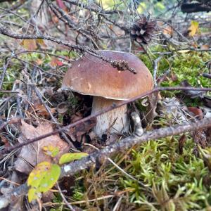 un hongo marrón en el suelo en la hierba en Ma Cabane Au Bord Du Lac, en Neuvic