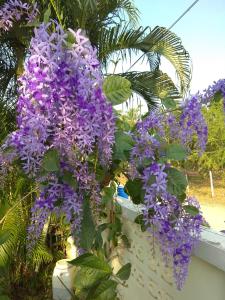 um ramo de flores roxas pendurado sobre uma cerca em Stella Resort em Sam Roi Yot