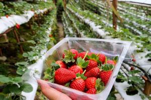 a person holding a container of strawberries in a greenhouse at Star Regency by Plush in Brinchang