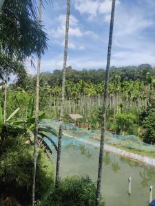 einen Pool inmitten eines Dschungels mit Palmen in der Unterkunft ExoticaHolidays in Sultan Bathery