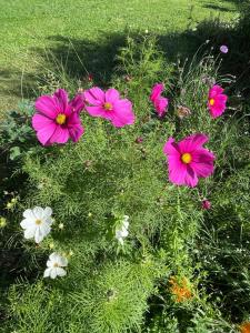een groep roze en witte bloemen in het gras bij FUVOLEA, Maison de vacances à 15 min du centre d'Aix-en-Provence, piscine chauffée en saison - jardin - parking privé gratuit in Fuveau