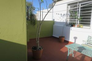 una habitación con una planta en una olla junto a una mesa en Spacious house with garden, La Plata center. en La Plata