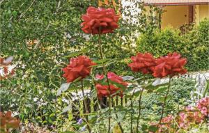 a group of red flowers in a garden at Gorgeous Home In Mucharz With Sauna in Mucharz +14 photos