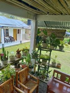 un grupo de macetas en un patio en Rago's Homestay, en Kelimutu