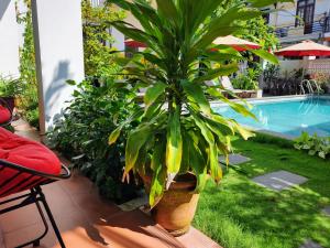 a large plant in a pot next to a pool at Vincent's House in Hoi An