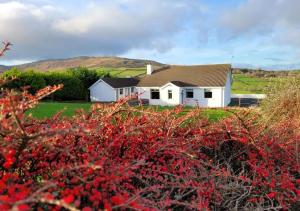 a white house with red bushes in front of it at Cathleen's Cottage in Newry