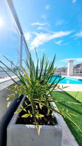 una planta en una olla junto a una piscina en II Opera Towers Villa Carlos Paz en Villa Carlos Paz