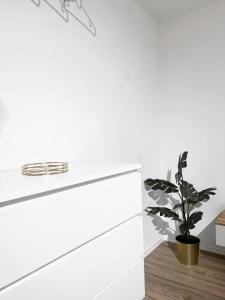 a white kitchen with a plant sitting on a wooden floor at Eine schöne Wohnung im Herzen von Basel. in Basel