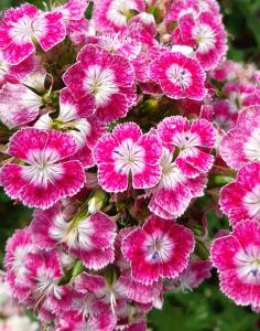 a bunch of pink flowers with white centers at Zeus Bungalow in Kotagiri