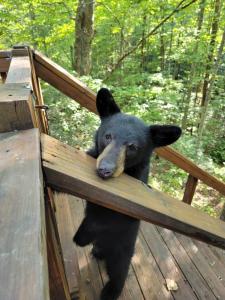 Gallery image of VERY private, real log cabin with hot tub! in Sevierville