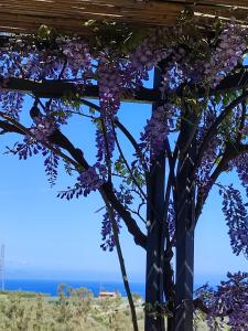 un montón de flores púrpuras colgando de una pérgola en Casa del Poggio Barone - Limone, en Rodi